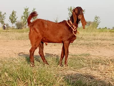 Beetal Goat | Desi Goat | Qurbani 2026 |2 dant | white  ںکرا |