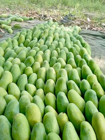 Sindhri mangoes world's number 1 mango Sindhri mango