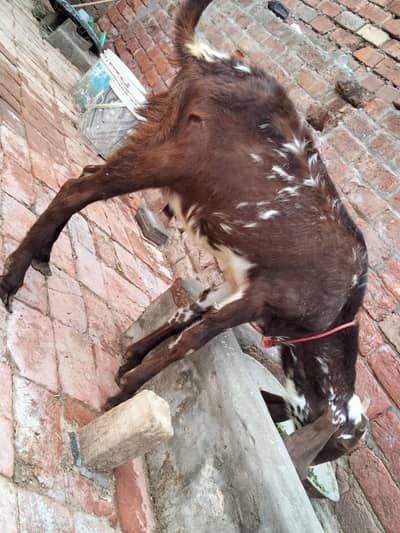 male bakra and female bakri qurbani 2026