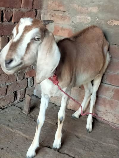 male bakra and female bakri qurbani 2026