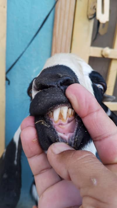 Bakra Bara ey Firokht