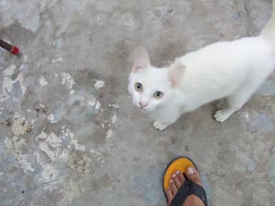 Saime Cat 9 month age Male White