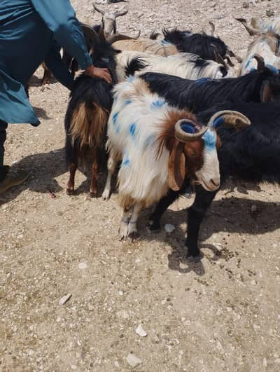 phari pure dasi bakray for sale