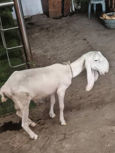 dumba for sale 03163968673 WhatsApp contact only