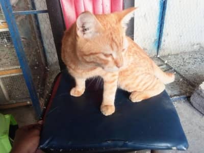 cat urgent sale discount ho gy ga