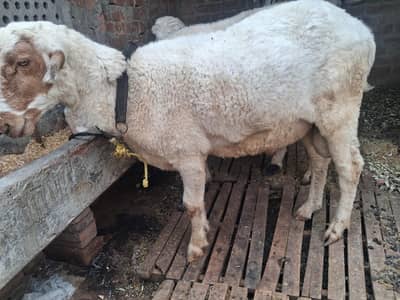 Qurbani Sheep | Chatra | bakra | Goat