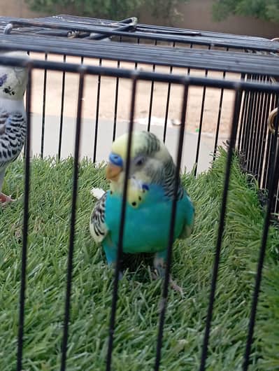 Type =budgies