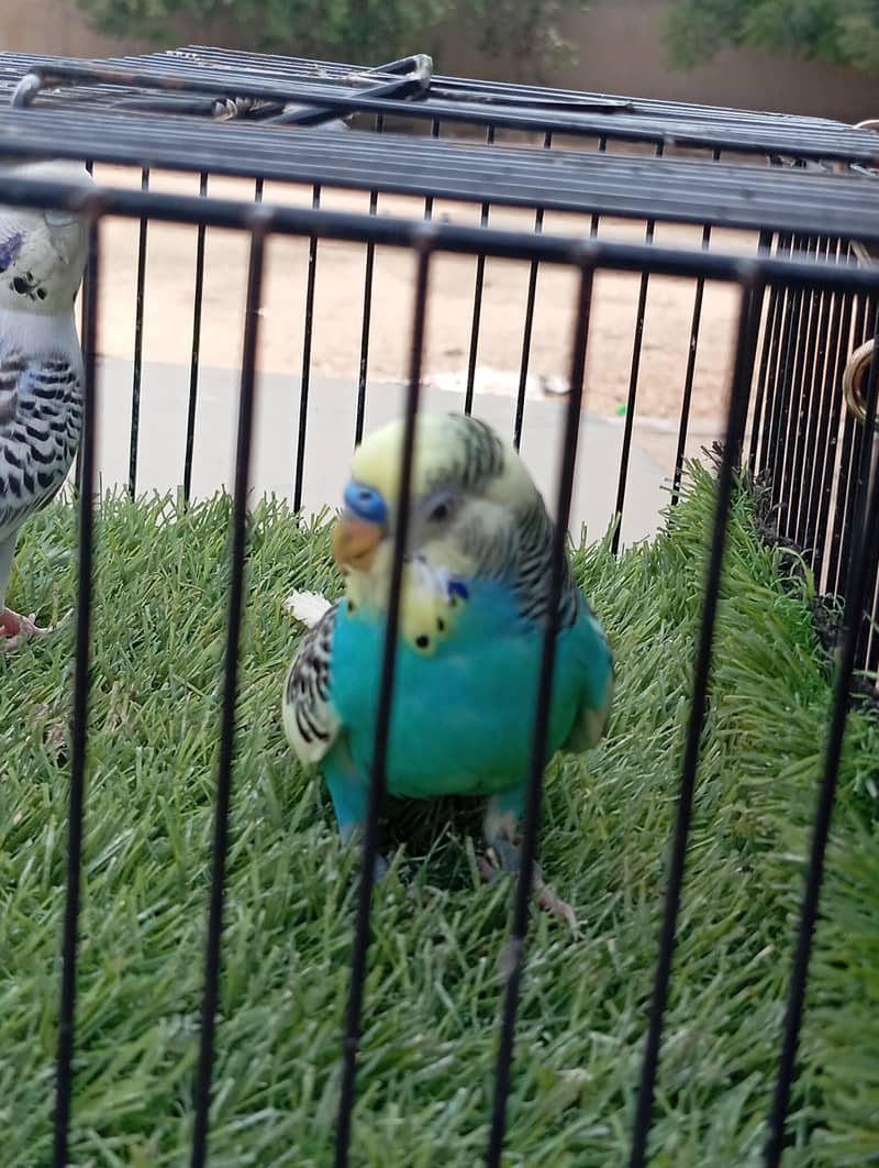 Type =budgies 0