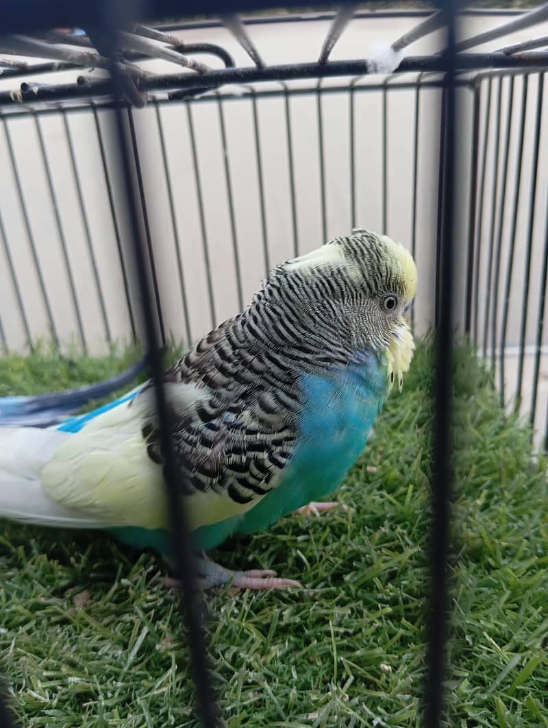 Type =budgies 1