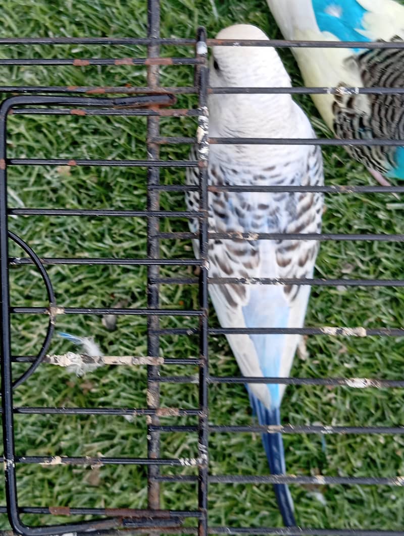 Type =budgies 2