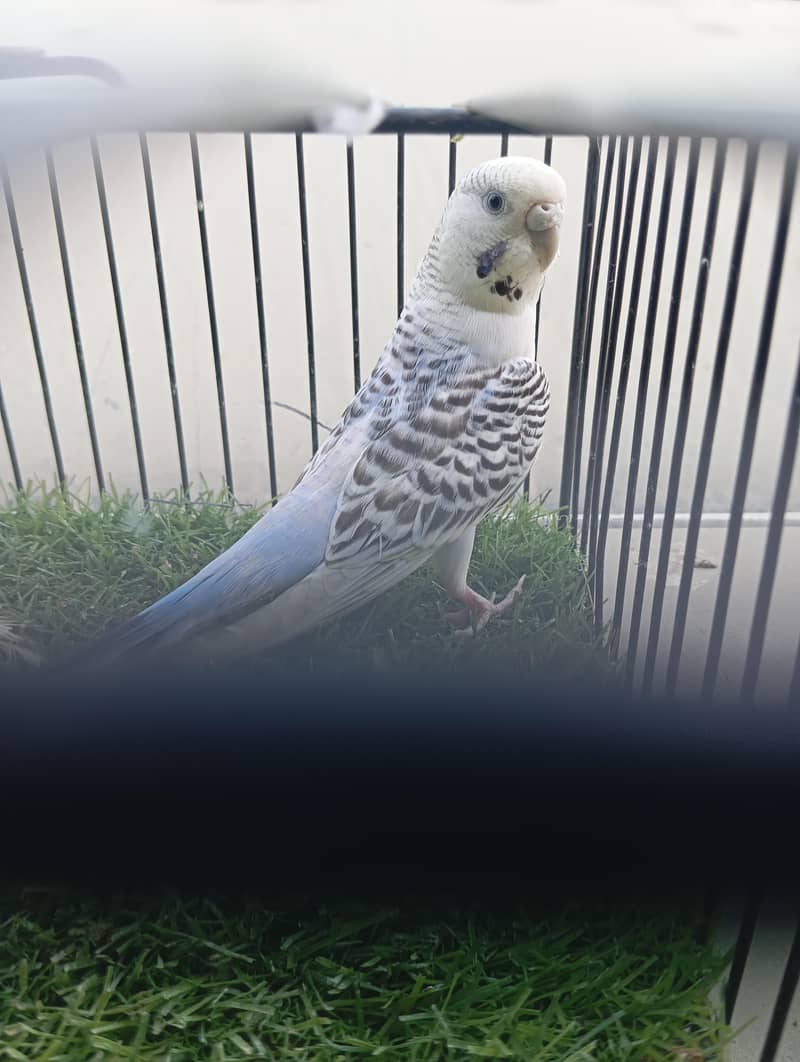 Type =budgies 3