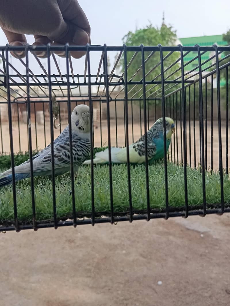 Type =budgies 4