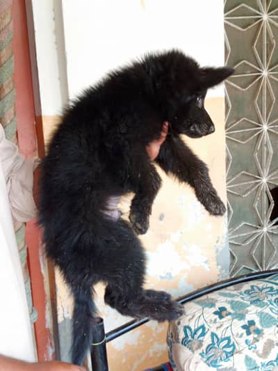 Black German Shepherd puppy