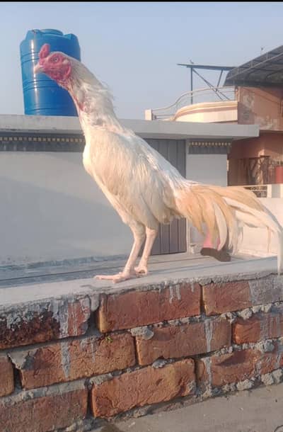 Heera Patha For Sale