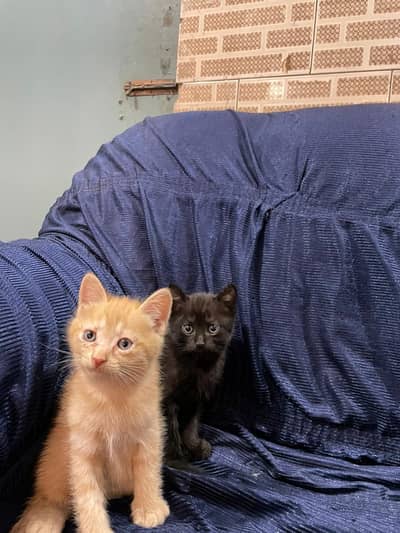 Purebred Persian Kitten  Super Fluffy & Playful (Ready to Move)