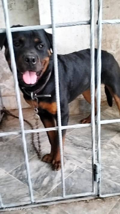 rottweiler dog best family and sacrity dog full train