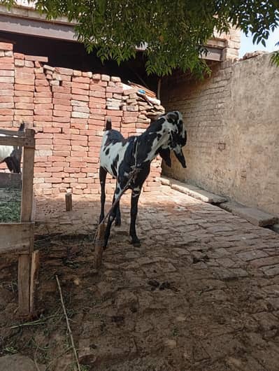 qurbani ke liye taiyar Bakra hai