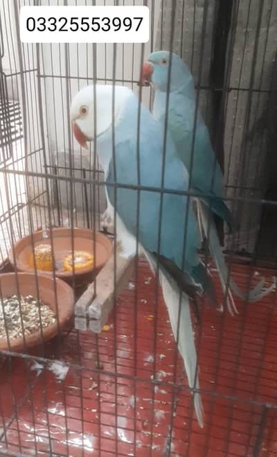 blue ct pair