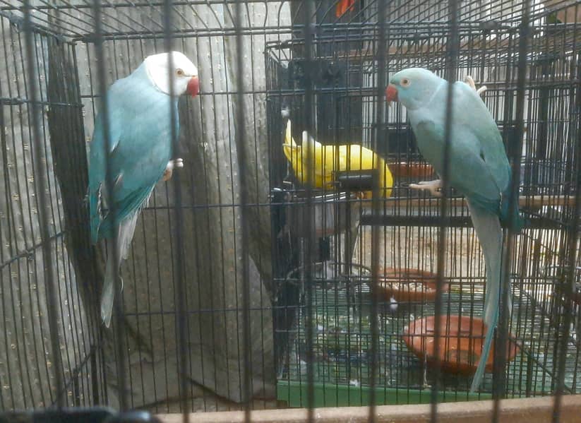 blue ct pair 1