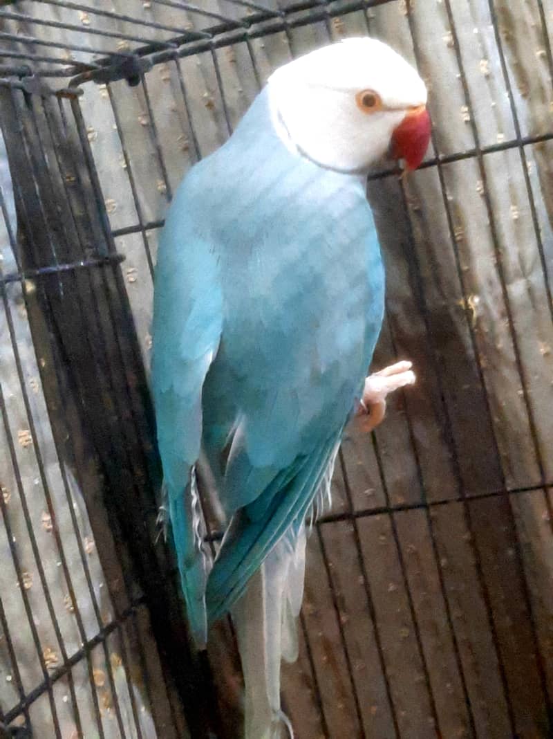 blue ct pair 2