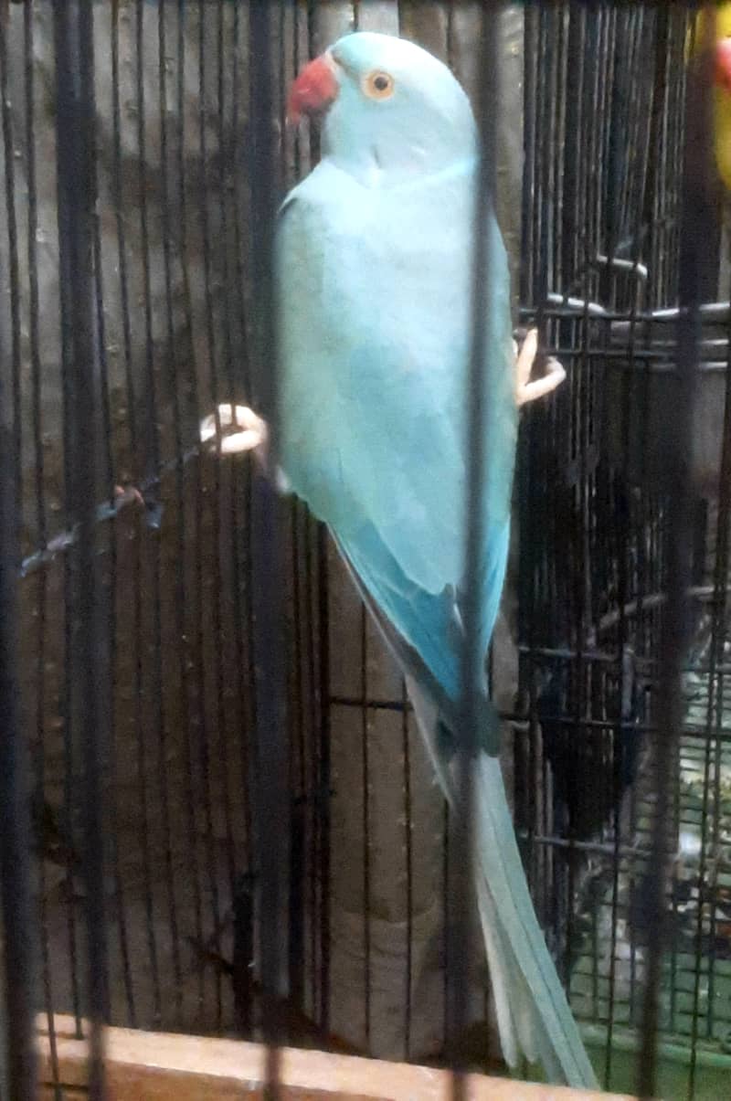 blue ct pair 3