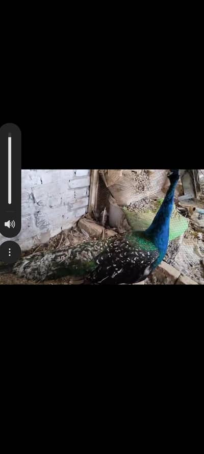 peacock  male