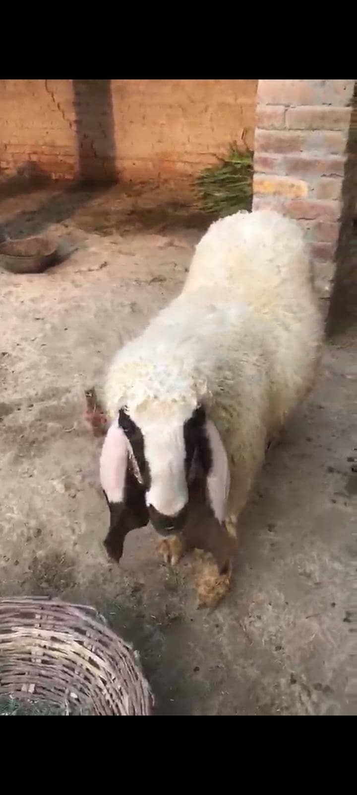 Dunba 1