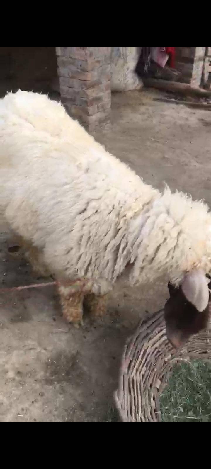 Dunba 5