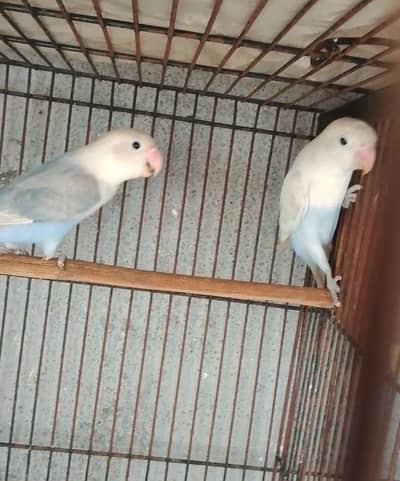 Love pair pair for sale healthy and active pair