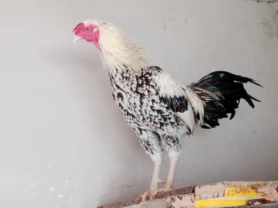 1 Aseel Sindhi rooster
