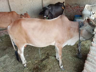 Bull for sale