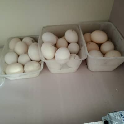 female and aseel eggs fresh