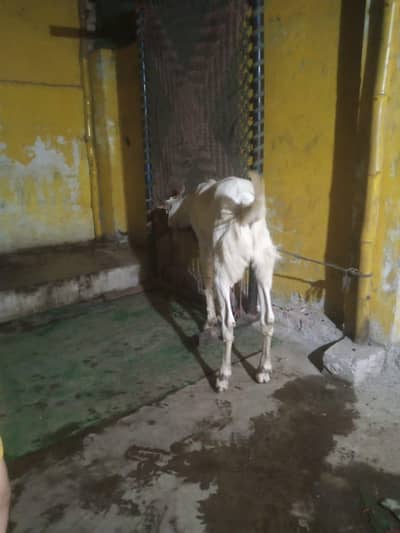 2 dant Bakra qurbani