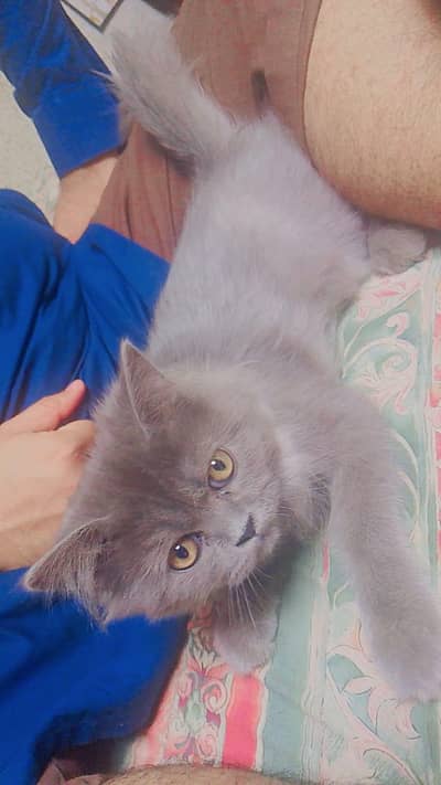 Persian cat triple coat