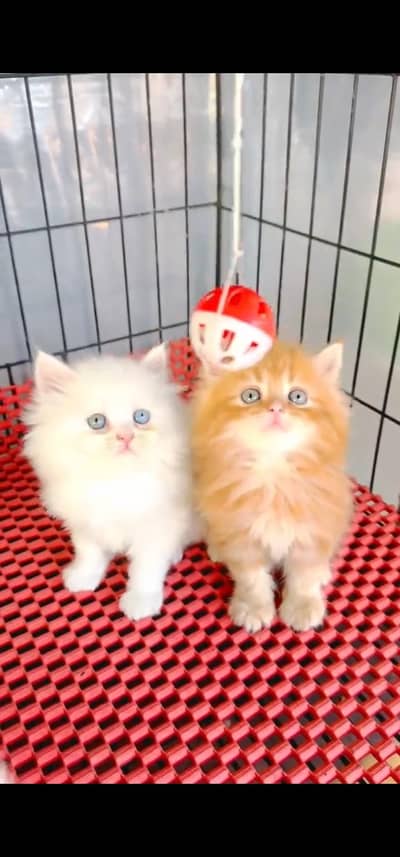 Quality Persian Punchface cat & kitten. moreWhatsApp 03094016734