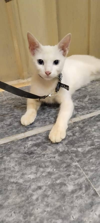 Cat For Adpositions Persian Cross Age 3 months Vaccinated