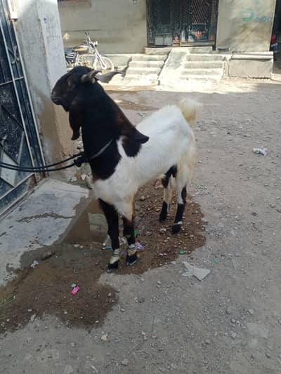ghar ka palawa bakra