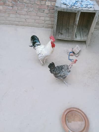 1Beautiful male and female (Andy deti hy)