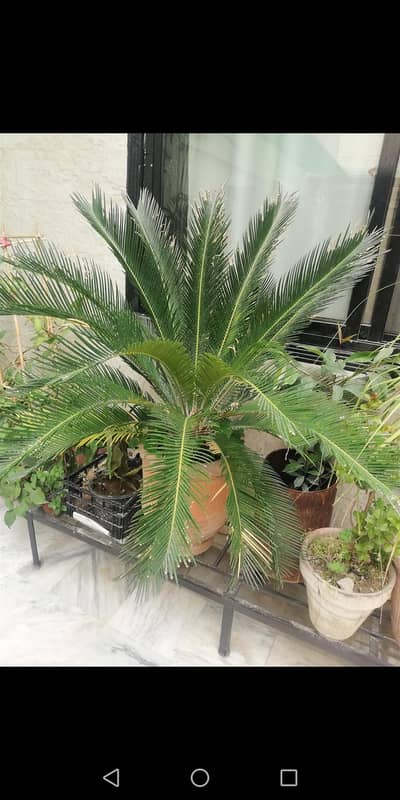plants available
