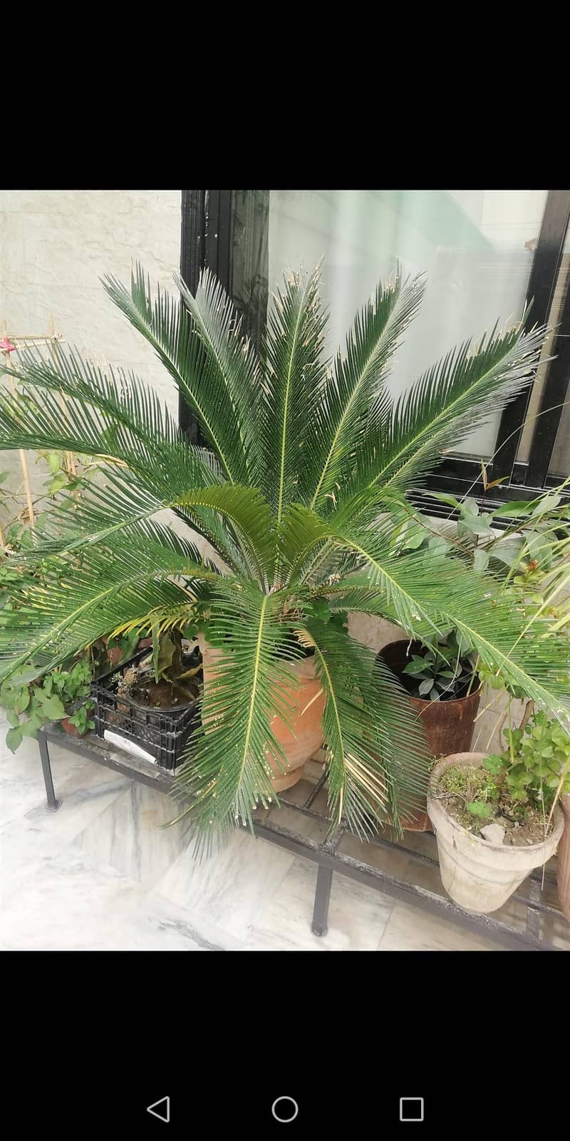 plants available 0