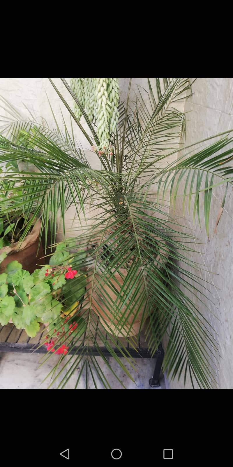 plants available 1