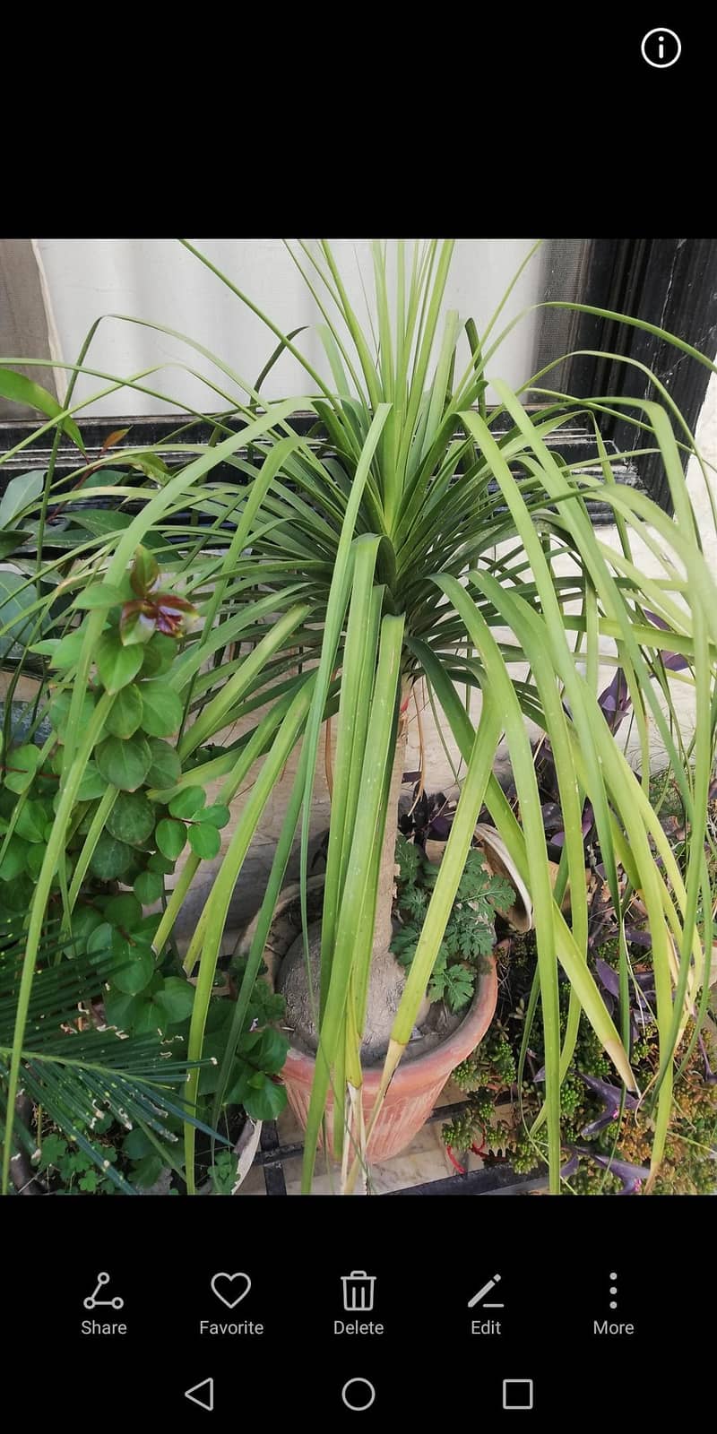 plants available 2