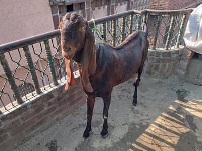 Desi Bakra for qurbani