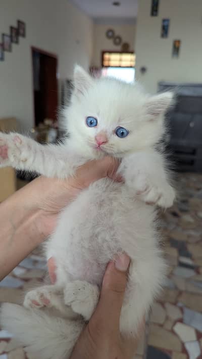 Pure Persian kittens Blue & Brown eyes both available