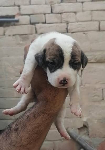 bully gultair male puppy