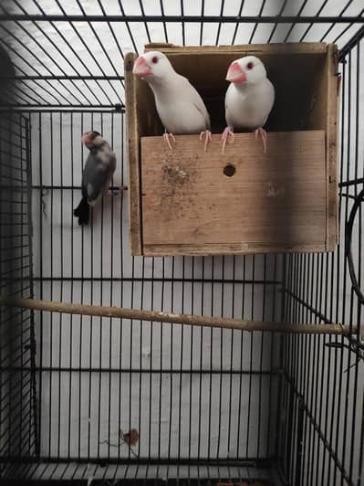 java breadr pair