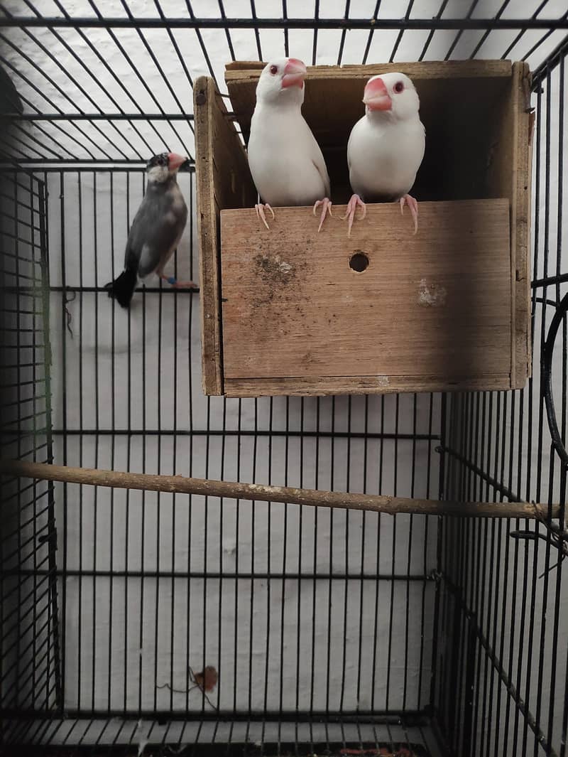 java breadr pair 2