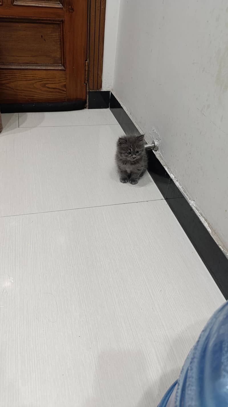 Persian kittens triple code 0