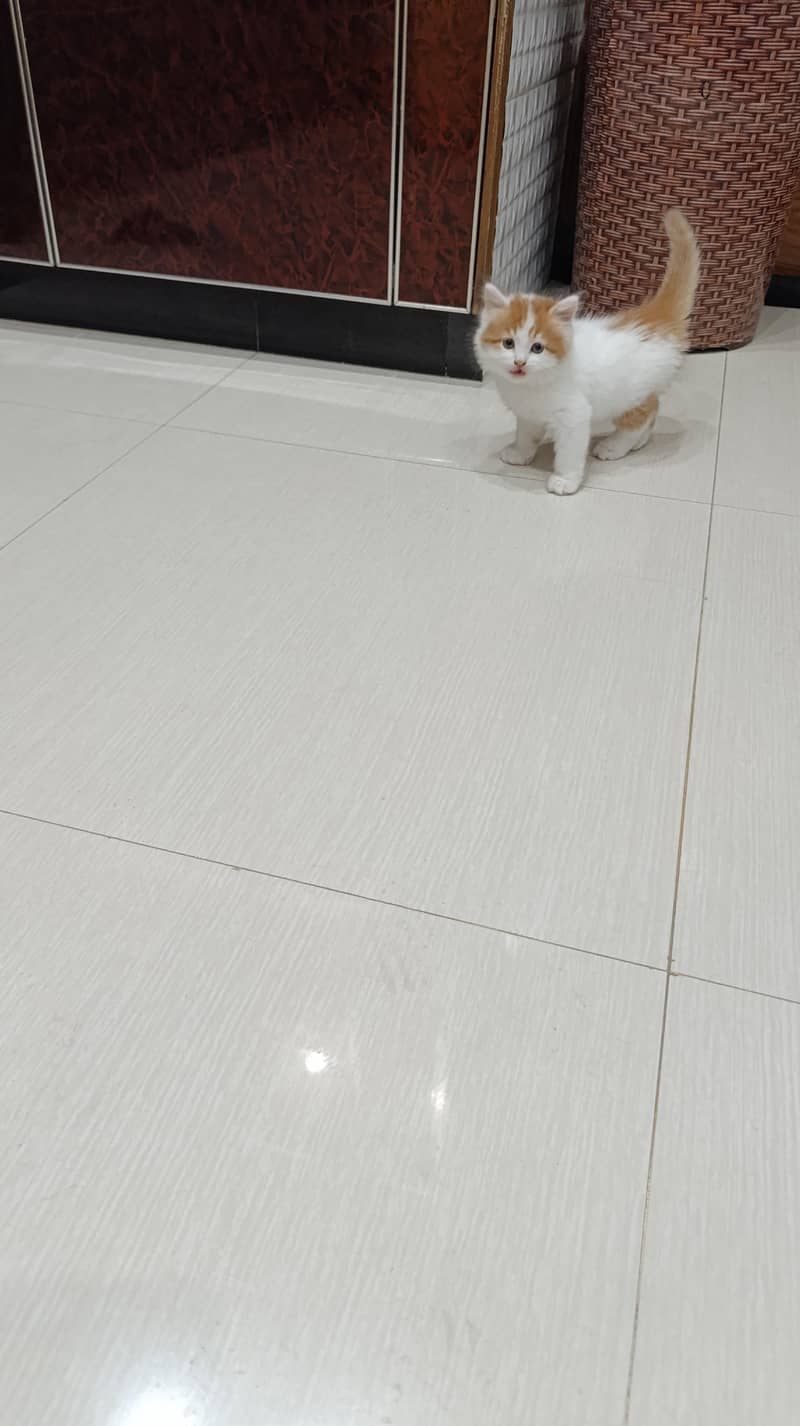 Persian kittens triple code 1