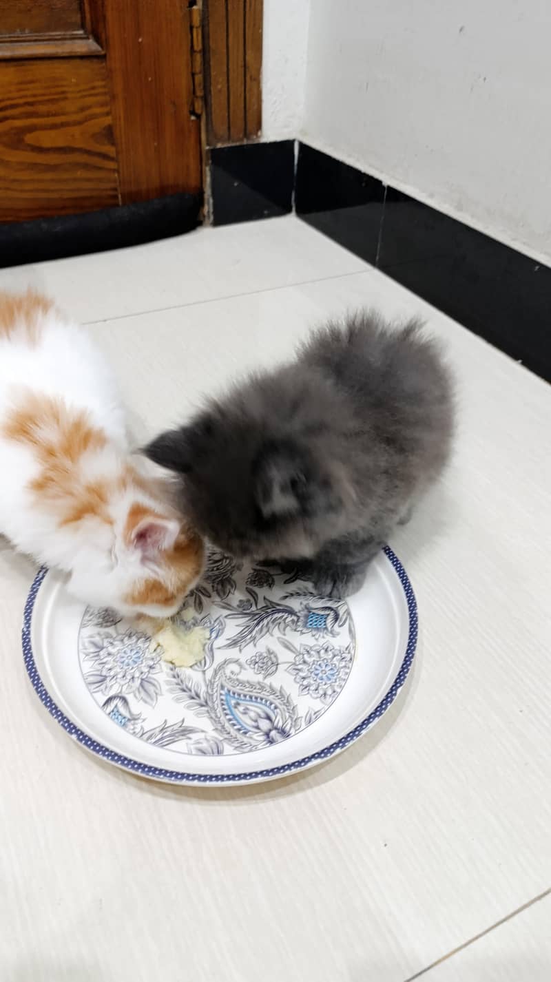 Persian kittens triple code 2